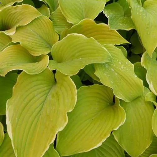 Bakker Hosta Lakeside Cha Cha vivace pot Ø9cm ombre