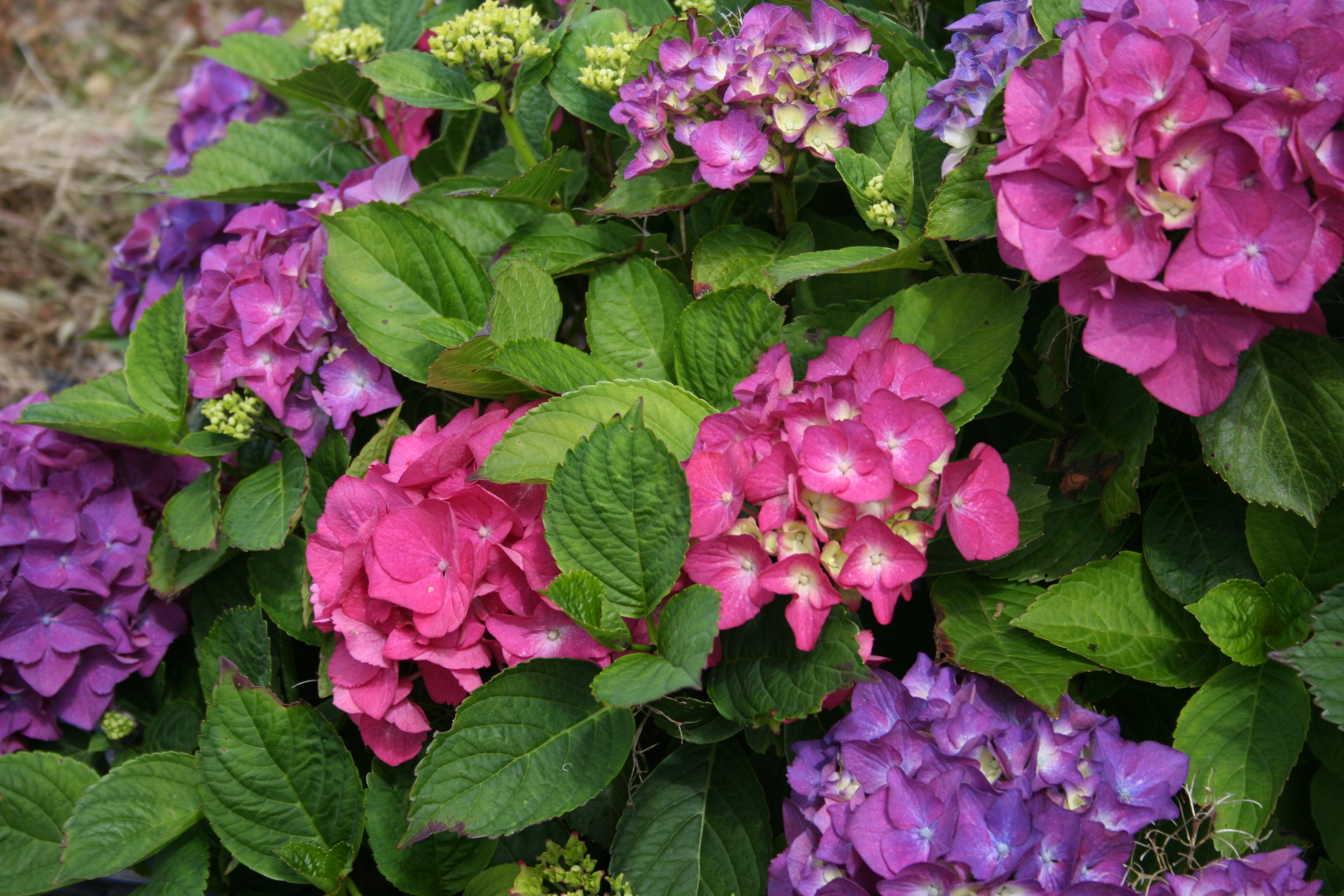 Les Hortensias du Haut Bois Neu Friesdorf hortensia macrophylla fleurs rondes godet