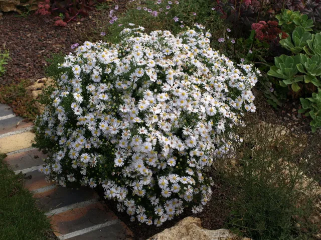 Passion Vivaces Aster Apollo vivace godet blanc 30mm