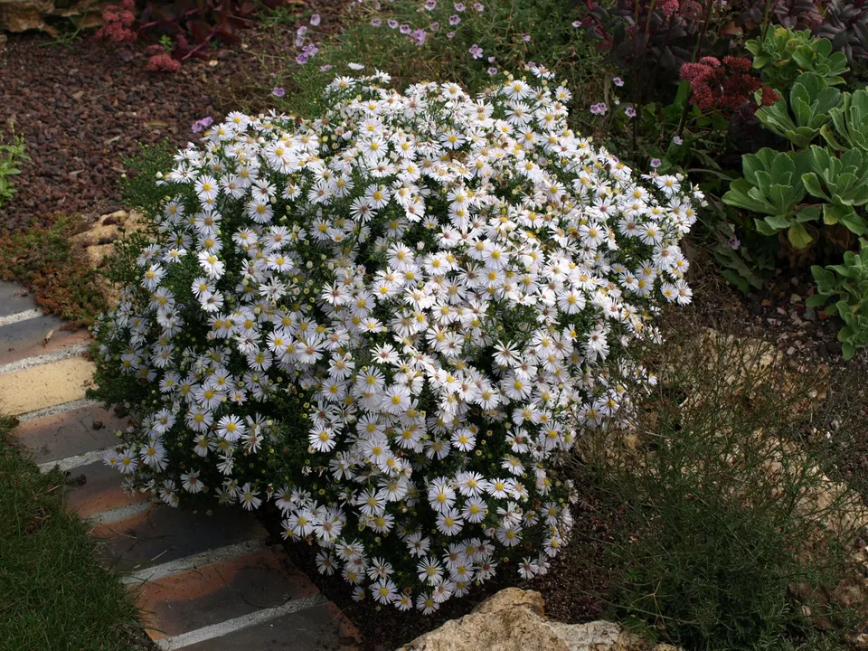 Passion Vivaces Aster Apollo vivace godet blanc 30mm