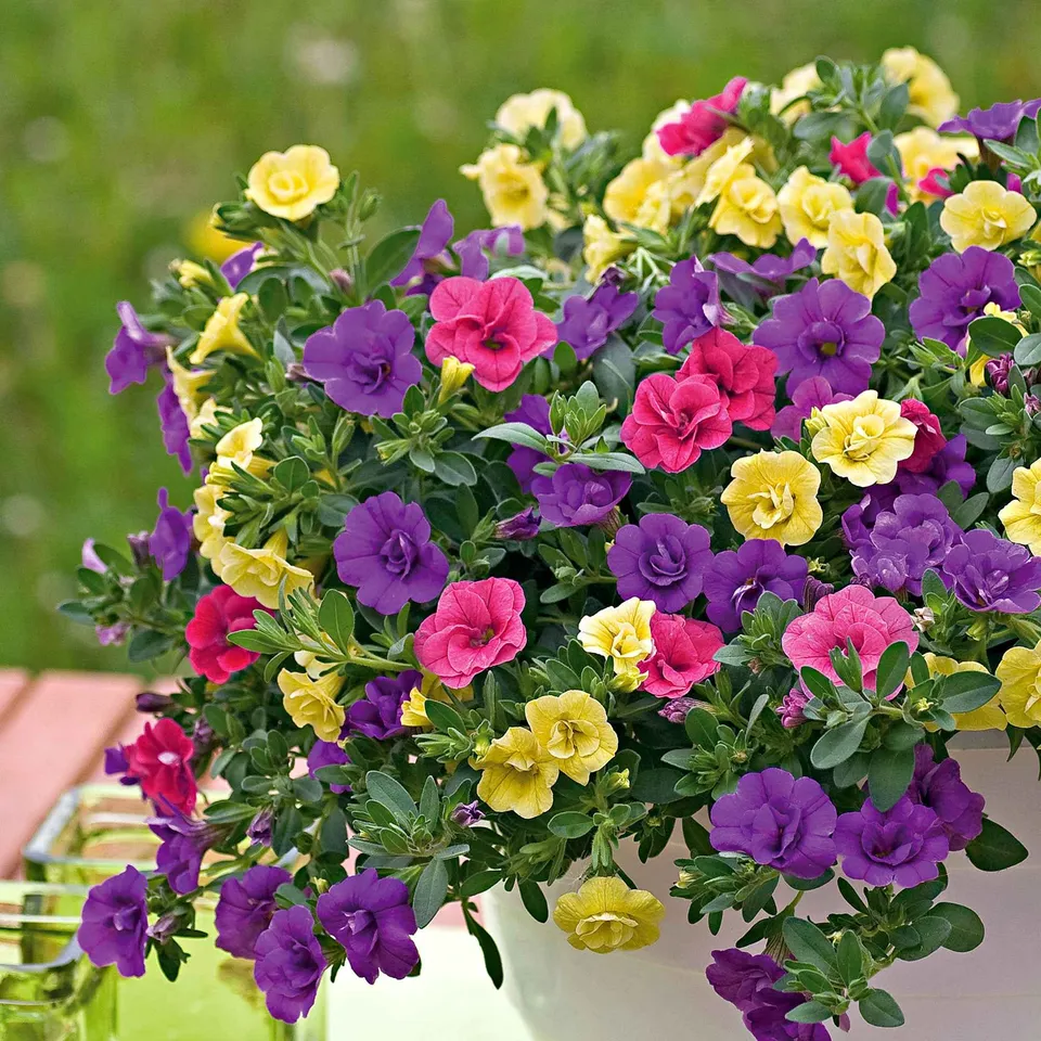 Bakker Calibrachoa mini pétunia 3 pots Ø10,5cm mélange