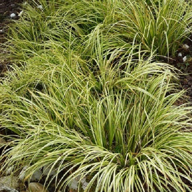 Bakker Acore graminée Ogon plante de bassin pot Ø 9cm