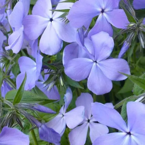 Bakker Plantes vivaces Phlox divariqué Blue Moon pot Ø 9cm