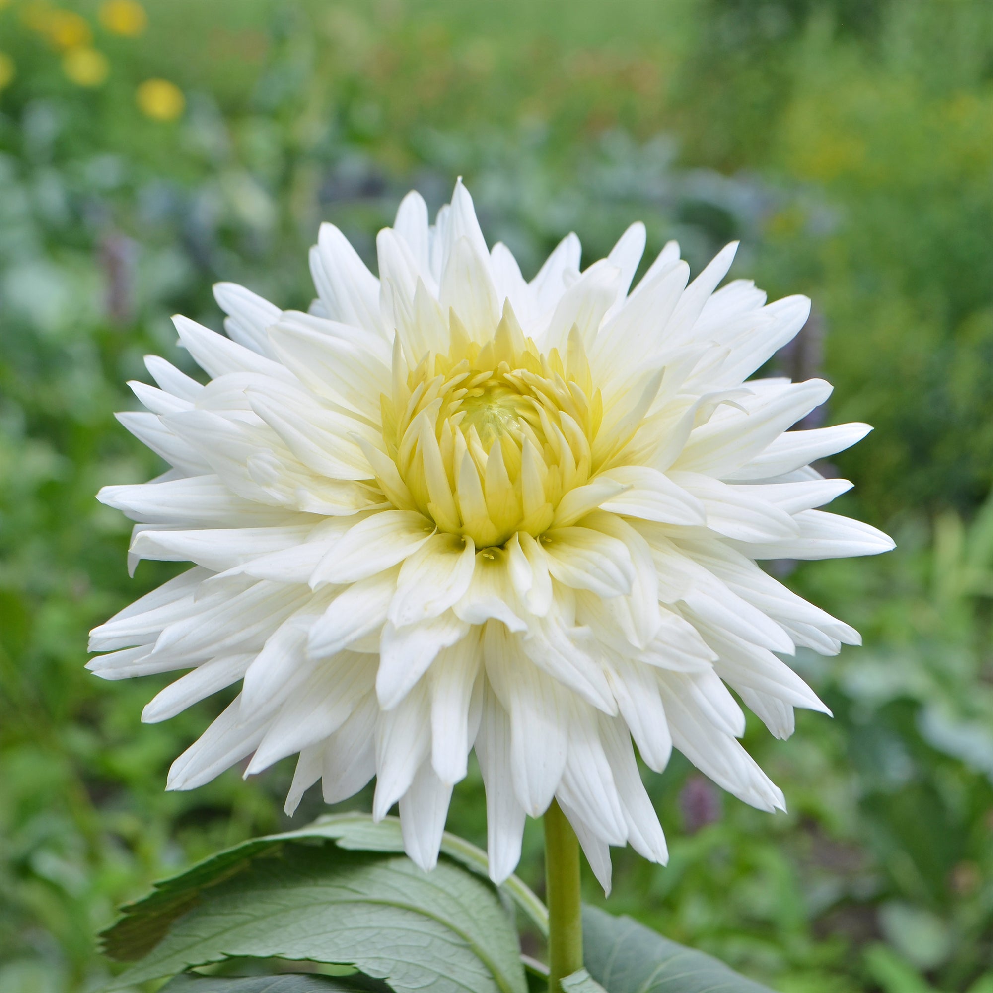 Bakker Dahlia cactus My Love bulbe 1 fleur blanche étoile