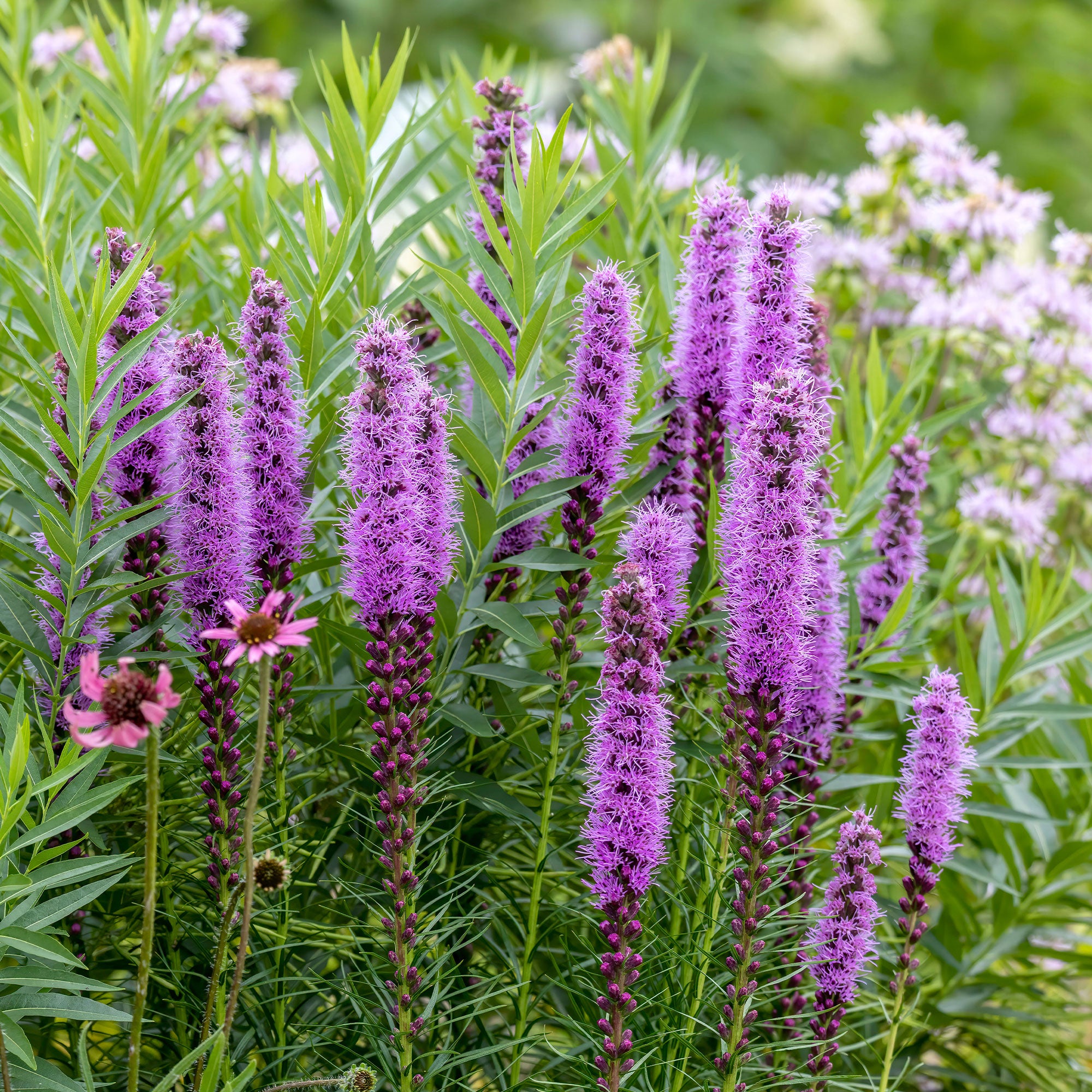 Bakker 25 Plumes du Kansas Liatris bulbes violets sachet 25 pièces