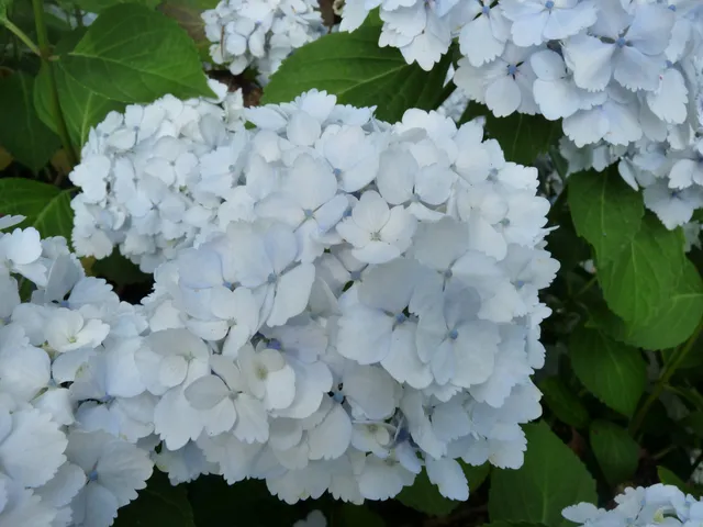 Les Hortensias du Haut Bois Le Cygne hortensia boule blanc