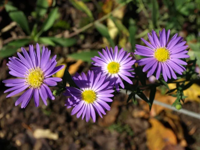 Passion Vivaces Aster Blue Wonder plante godet bleu violacé