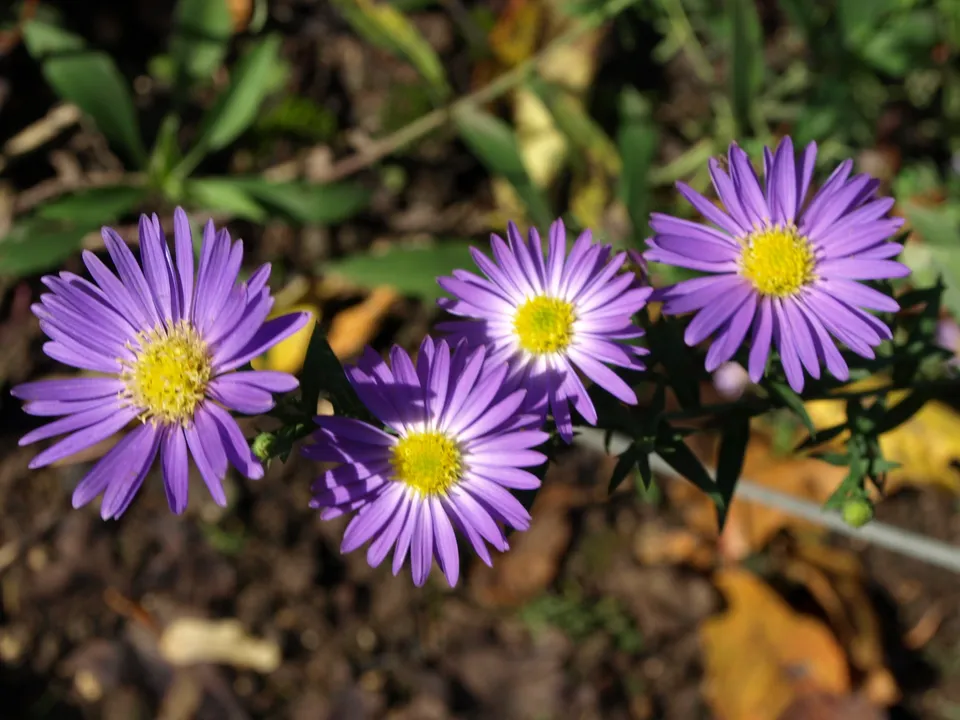 Passion Vivaces Aster Blue Wonder plante godet bleu violacé