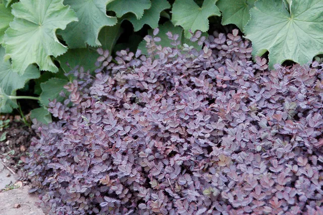 Passion Vivaces Acaena inermis Purpurea couvre-sol godet pourpre