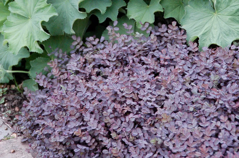 Passion Vivaces Acaena inermis Purpurea couvre-sol godet pourpre