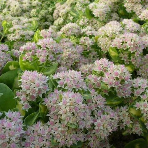Bakker Mediovariegatum sedum panaché pot 9cm rocaille