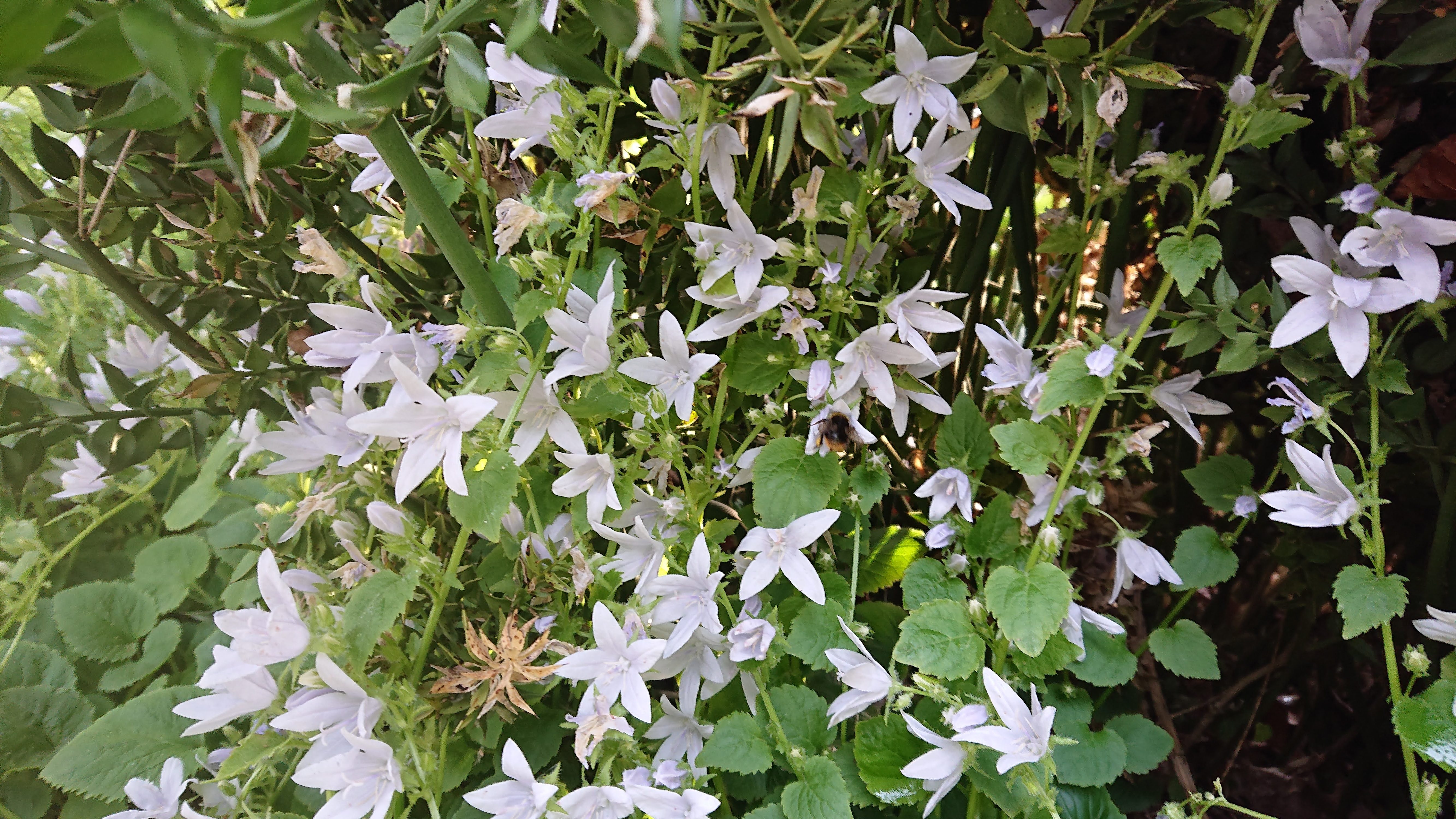 Passion Vivaces Campanula E.H. Frost plante godet fleur blanche