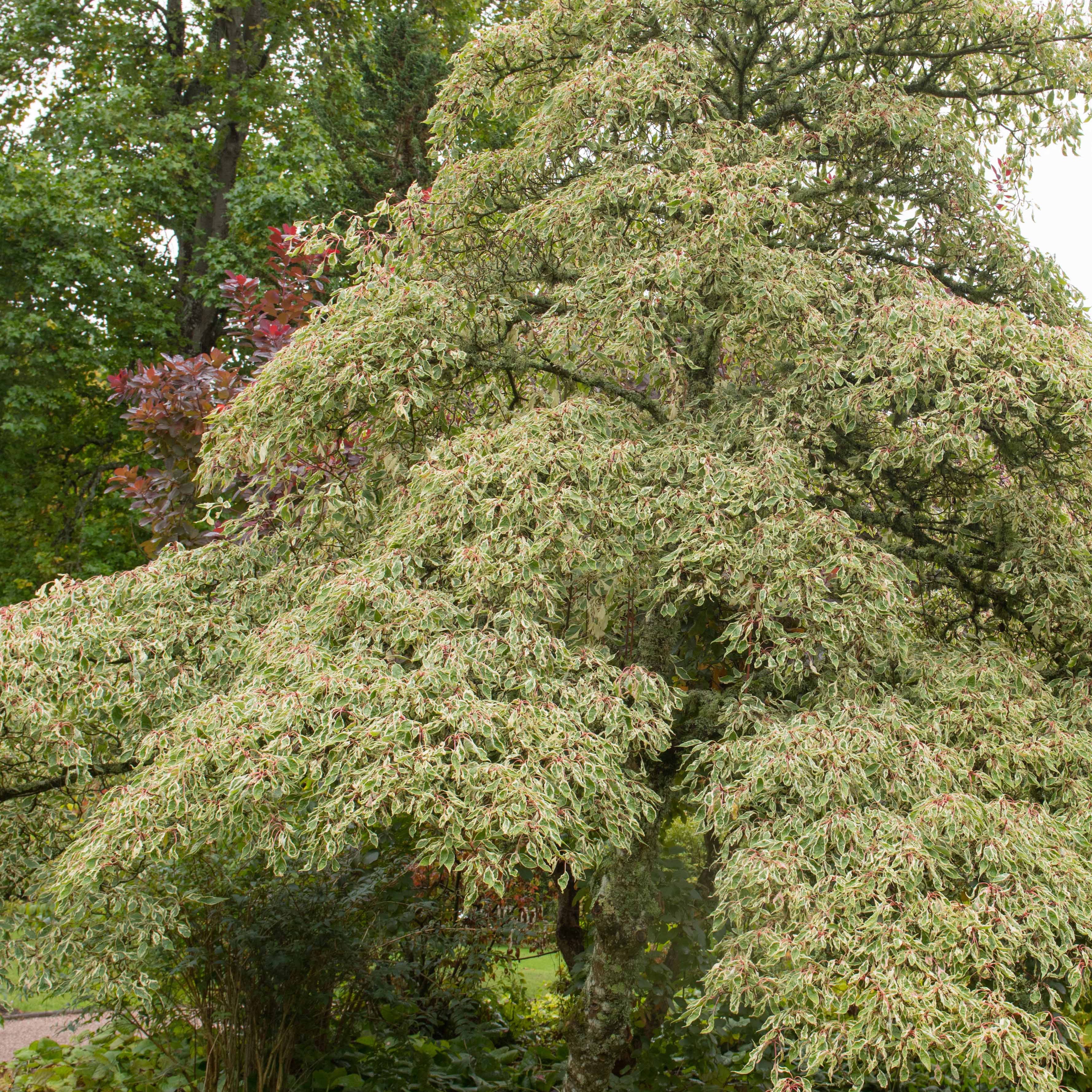Bakker Collection 3 arbustes jardin japonais pot 1.5-2L persistants
