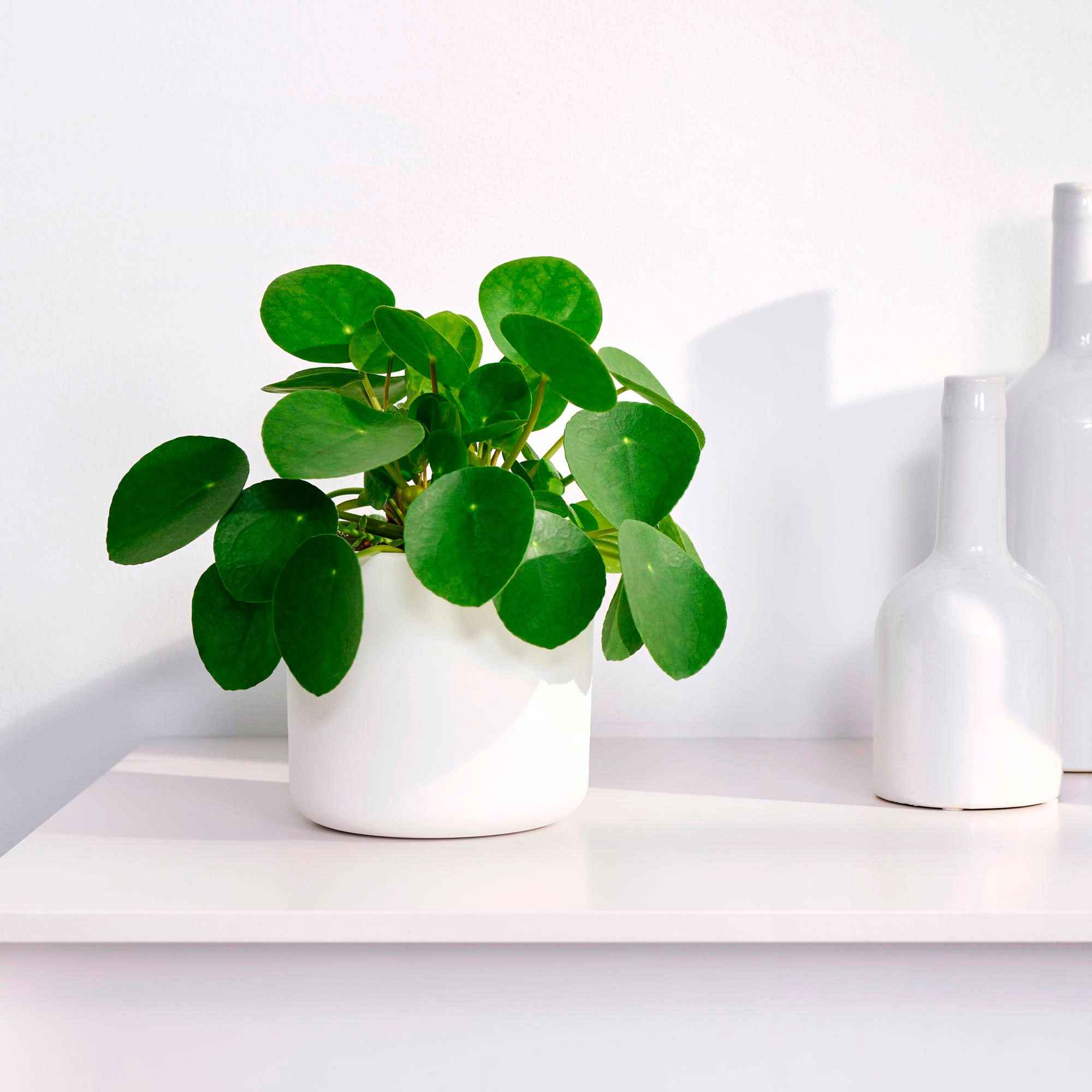 Bakker Pilea Peperomioides plante verte pot 12cm ronde