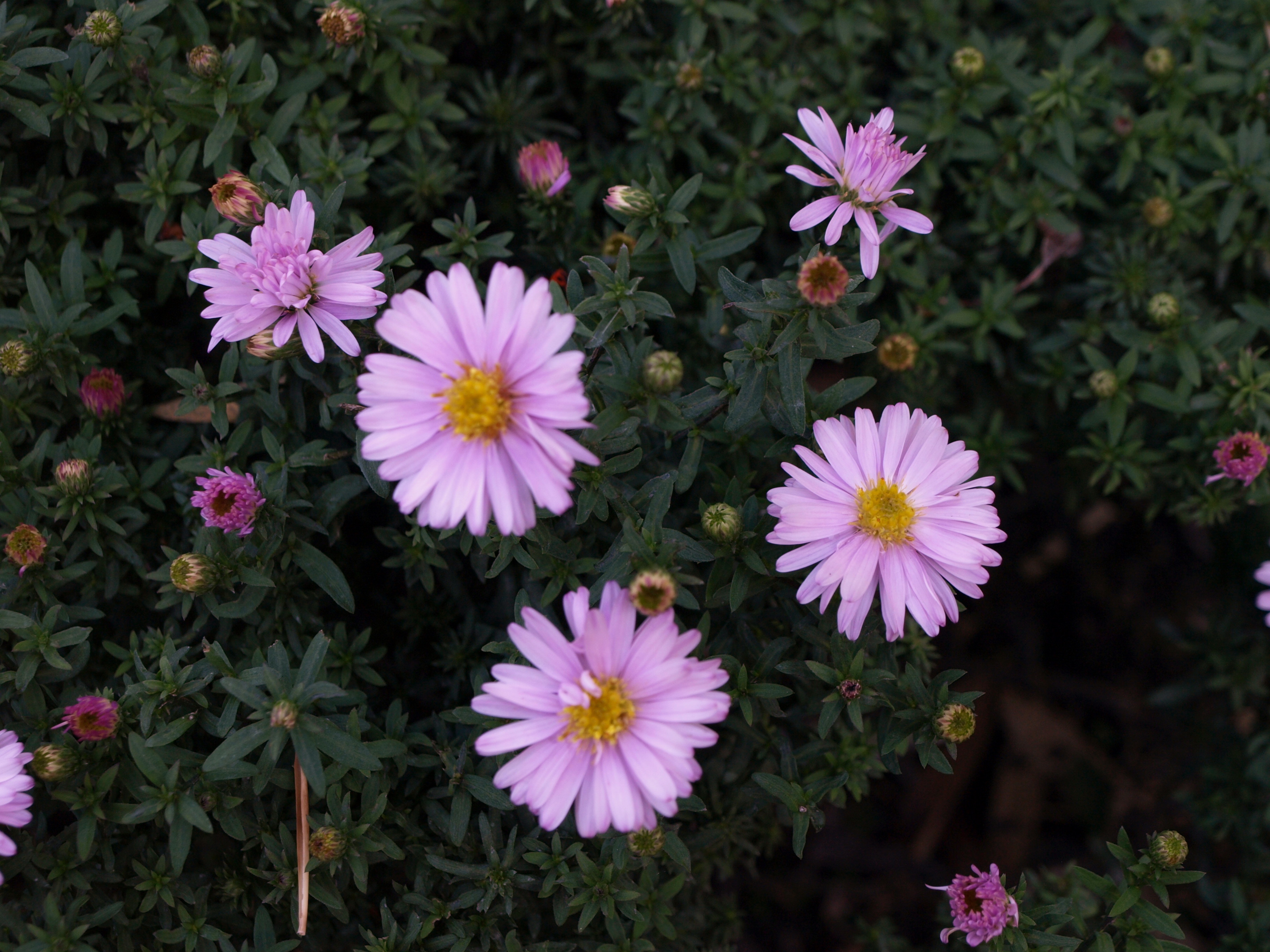 Passion Vivaces Aster dumosus Beryl plante vivace godet rose pâle