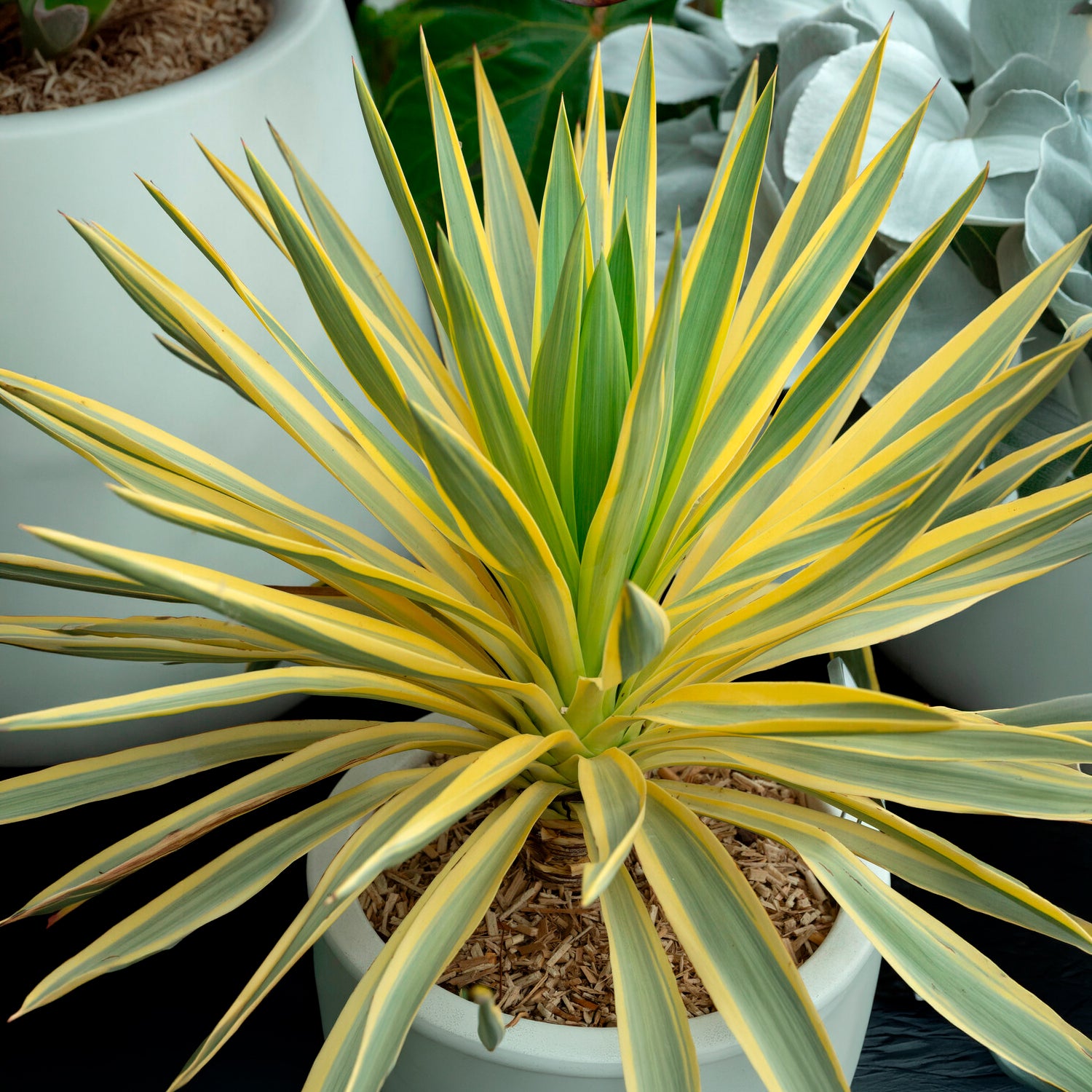Bakker Yucca gloriosa Citrus Twist arbuste godet 9 cm panaché