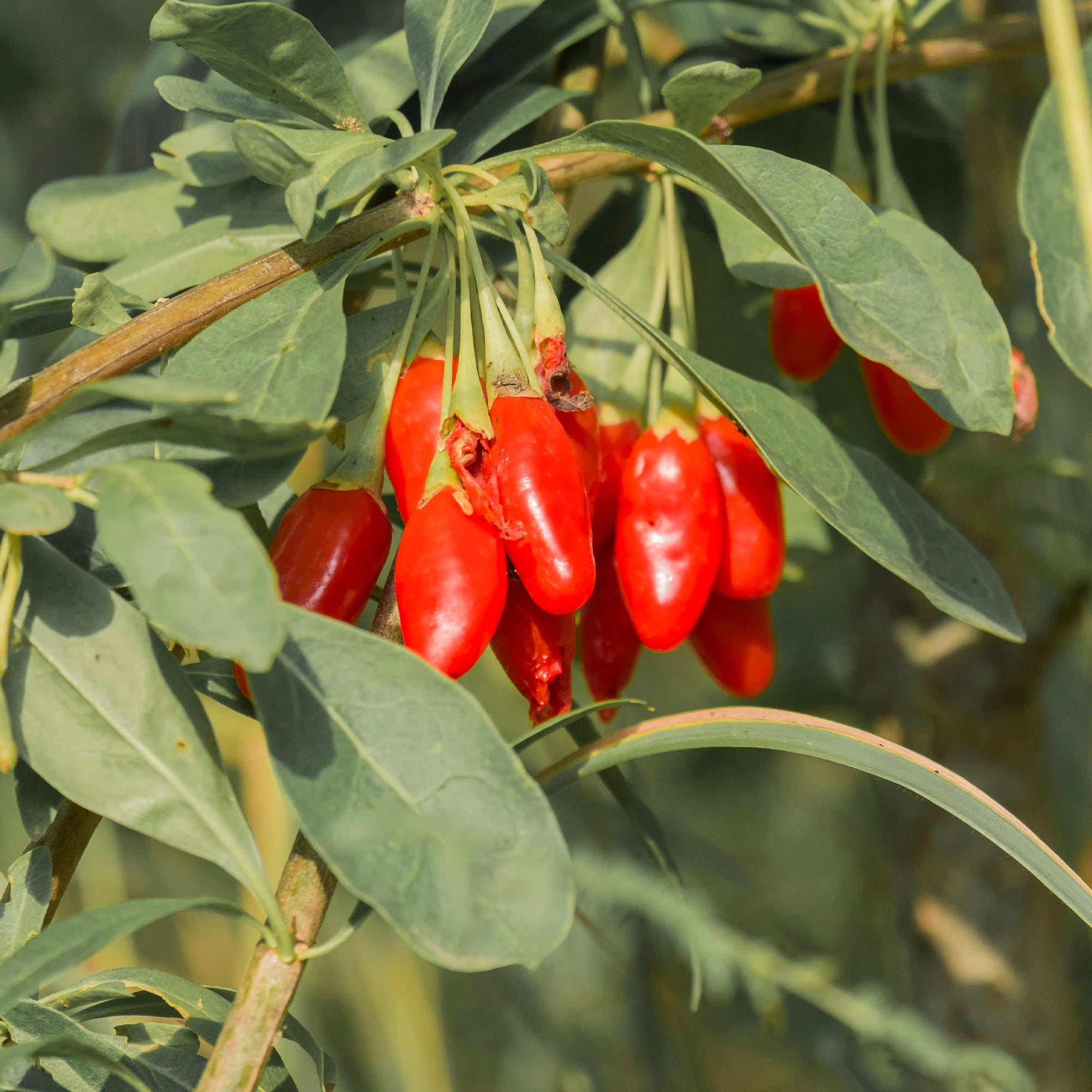 Bakker Goji Lycium barbarum fruitier pot Ø 9cm baies