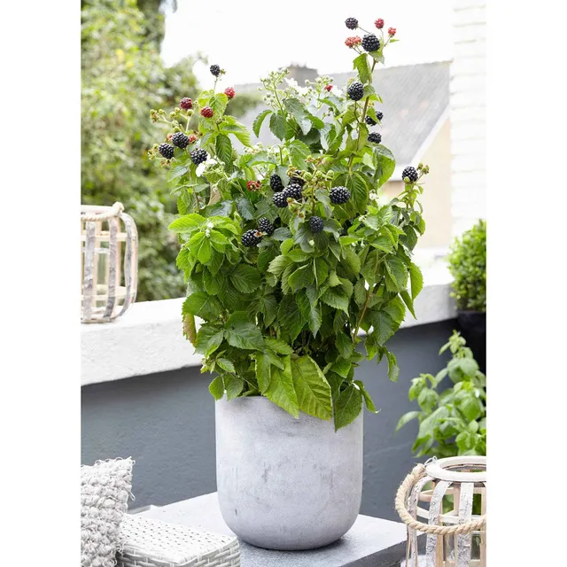 Bakker Little Black Prince mûrier pot 13 cm bio noir
