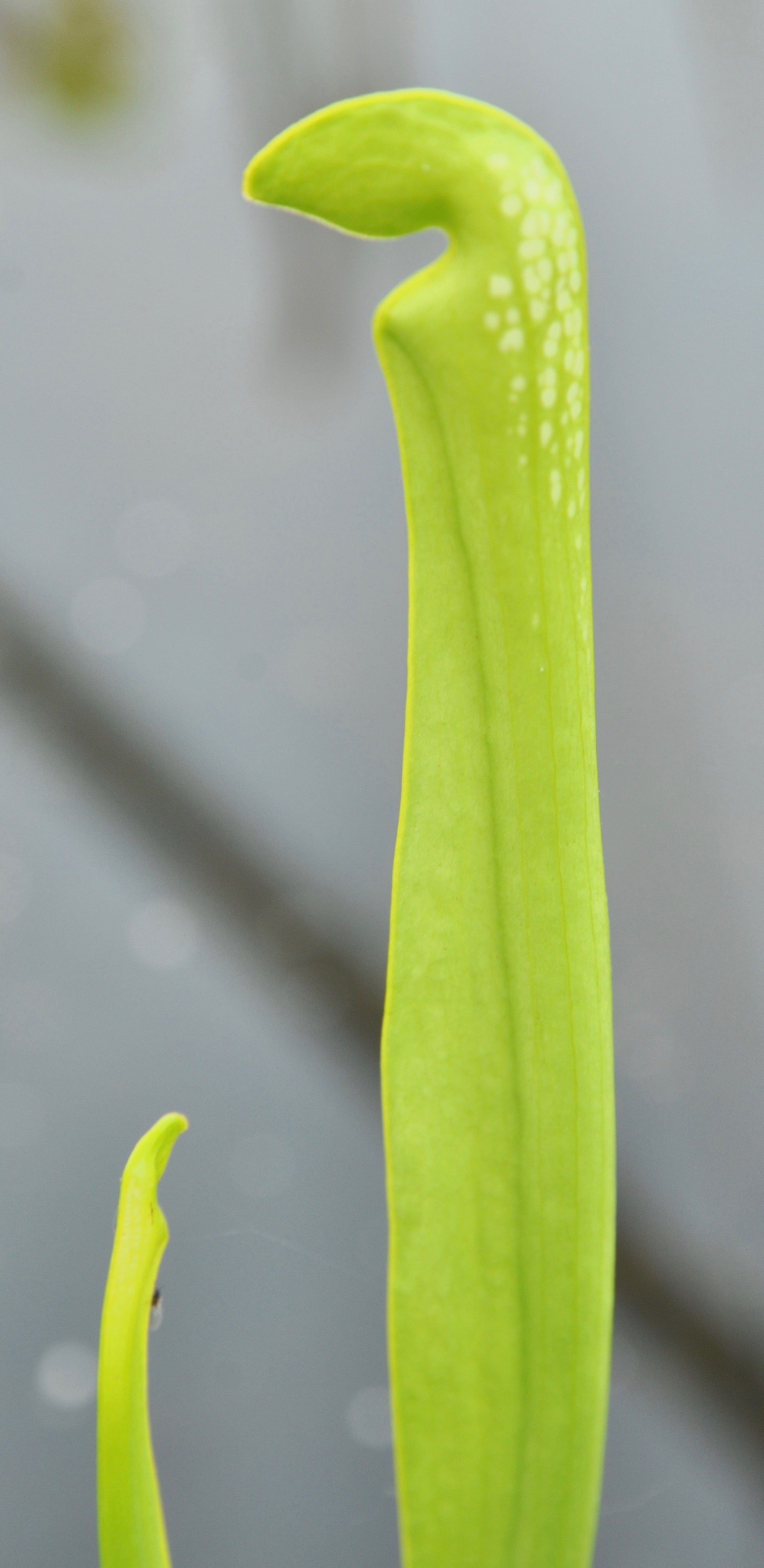 Carniflore Sarracenia minor f. viridescens plante carnivore adulte
