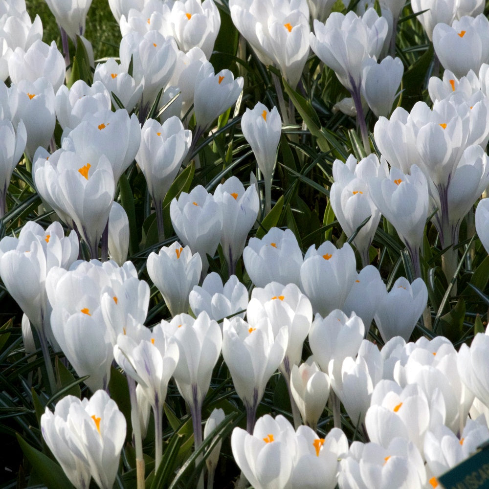 Bakker Crocus Jeanne d'Arc blanc 10 bulbes 8-9cm