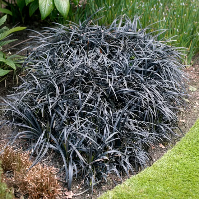 Bakker Ophiopogon Niger Couvre-sol feuillage noir Pot 8cm