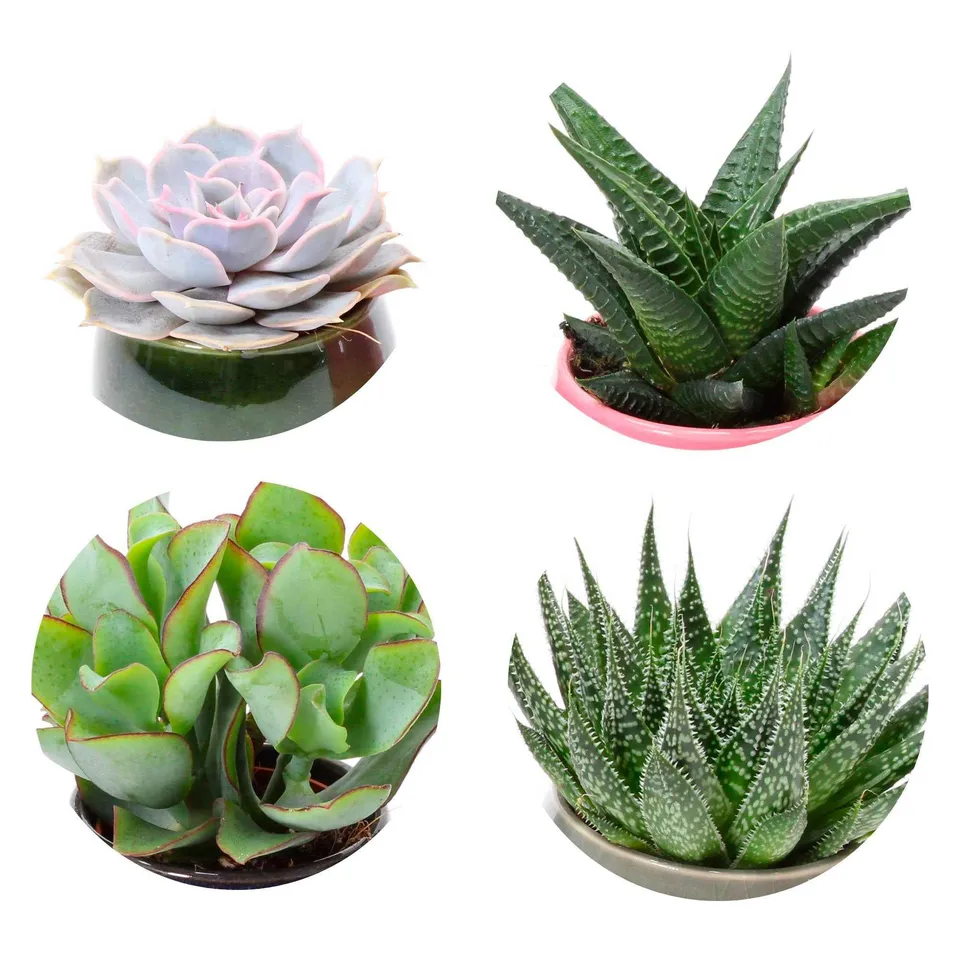 Bakker Collection 4 succulentes plantes grasses 4 pots 5,5 cm