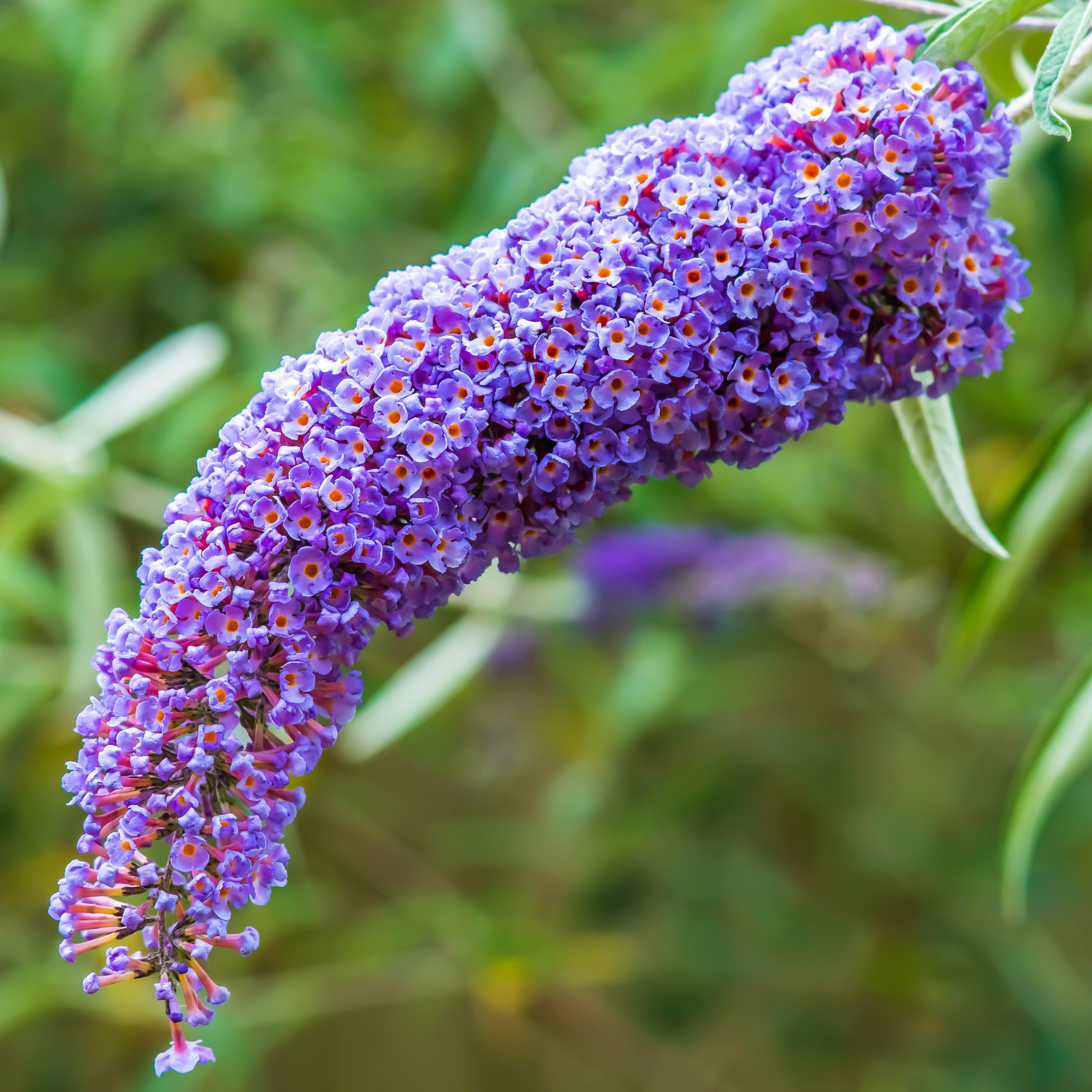 Bakker Buddleia Dreaming Lavender arbre à papillons pot 9cm