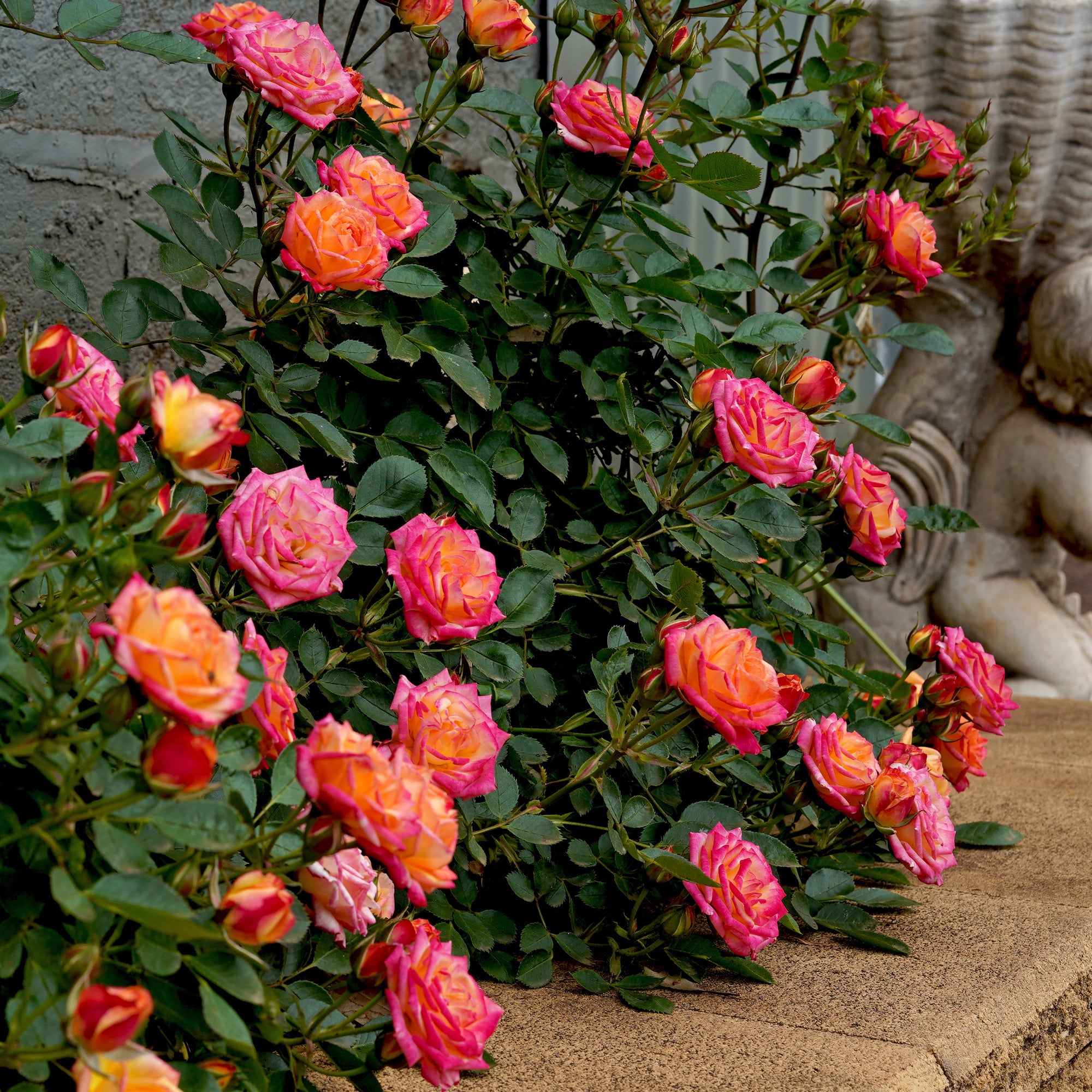 Bakker Rosier miniature Little Sunset rosier pot 3L orange rose