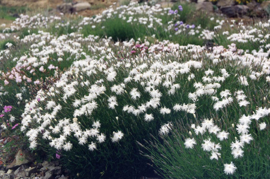 Passion Vivaces Dianthus Oeillet plante rocaille godet et pot