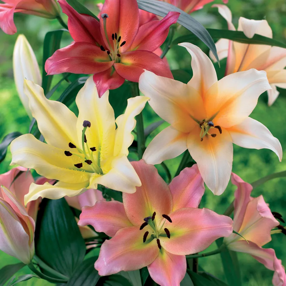 Bakker Bulbes à fleurs 4 Lis OT en mélange bulbes 4 parfumés
