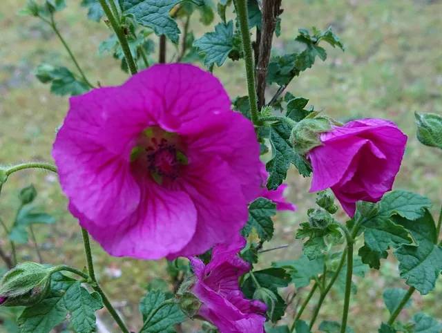 Passion Vivaces Anisodontea Large Red vivace pot 1L rouge