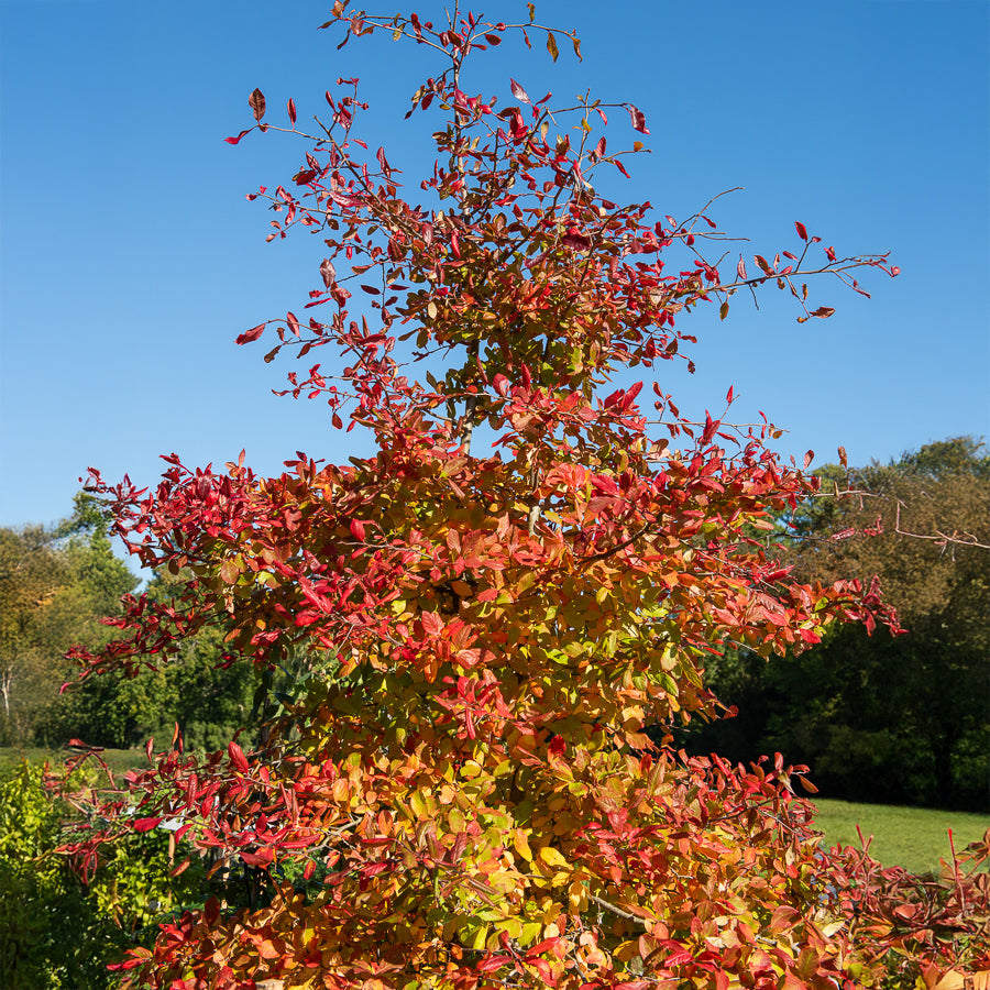 Bakker Arbustes Tupélo noir Nyssa sylvatica pot 2L 80-100cm automne