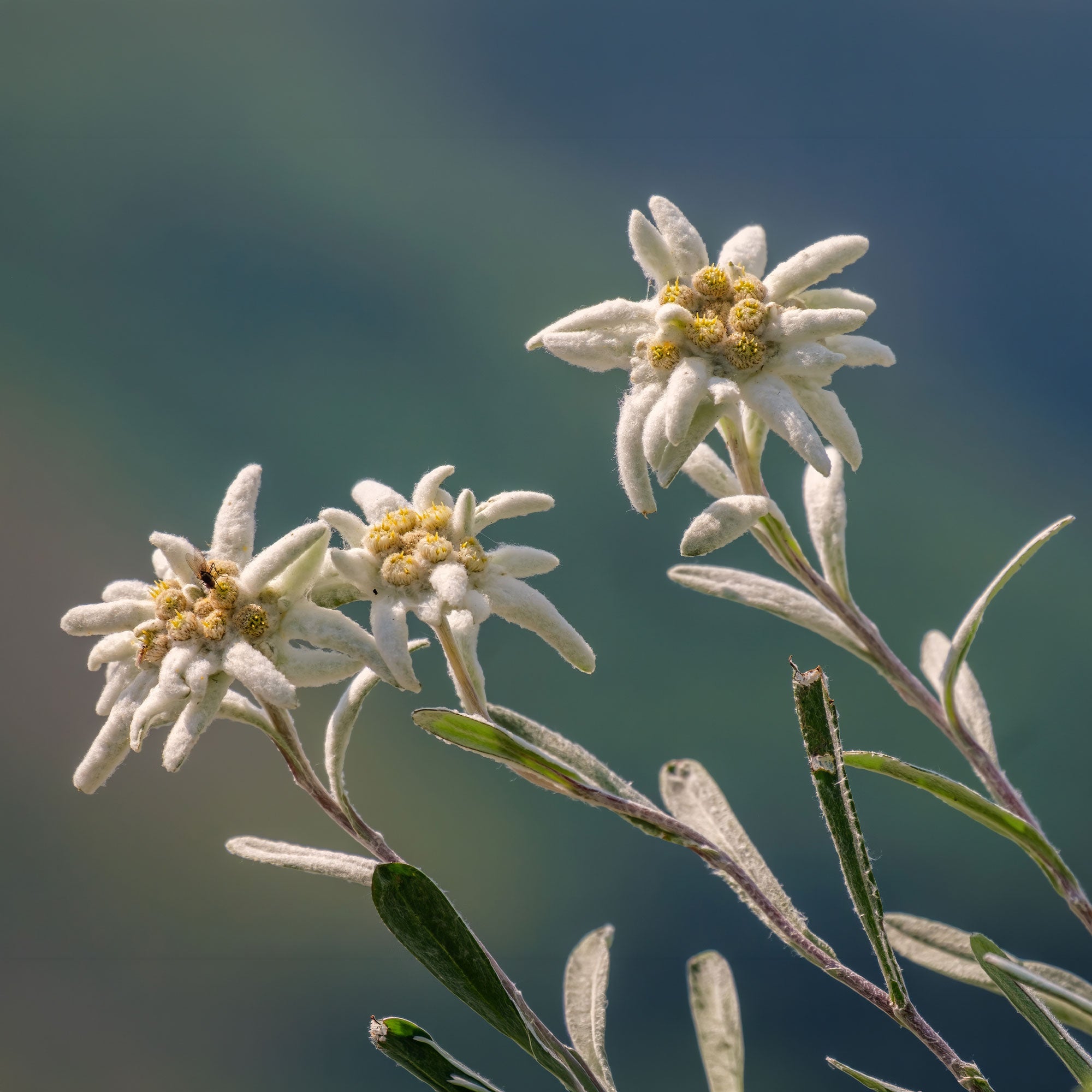 Bakker Edelweiss des Alpes vivace pot 9cm blanc rocaille