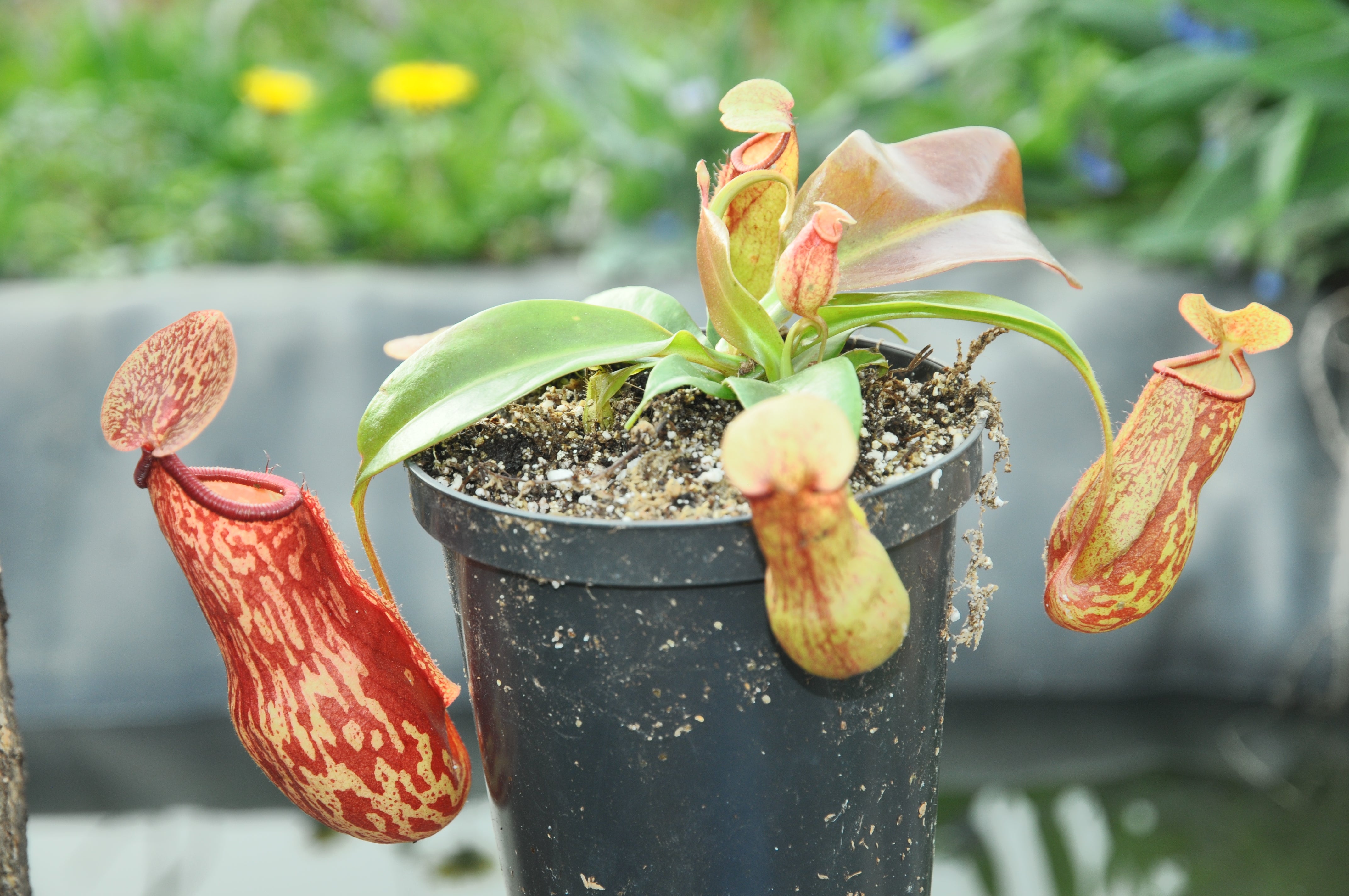 Carniflore Nepenthes Gaya plante carnivore urnes rouge jaune adulte