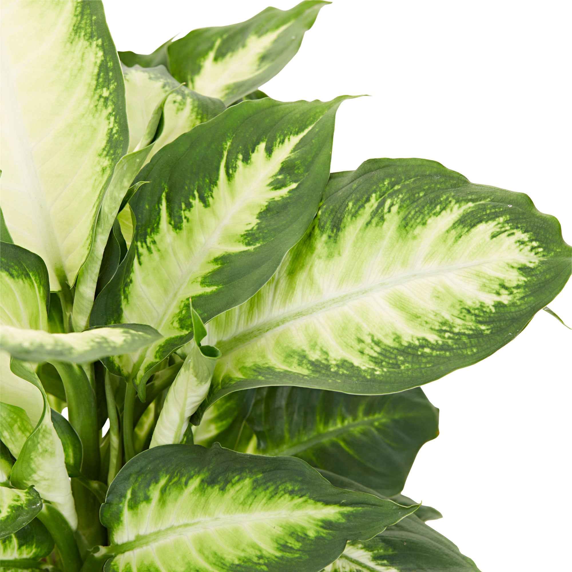 Bakker Camilla dieffenbachia pot Ø12cm 30-40cm panaché