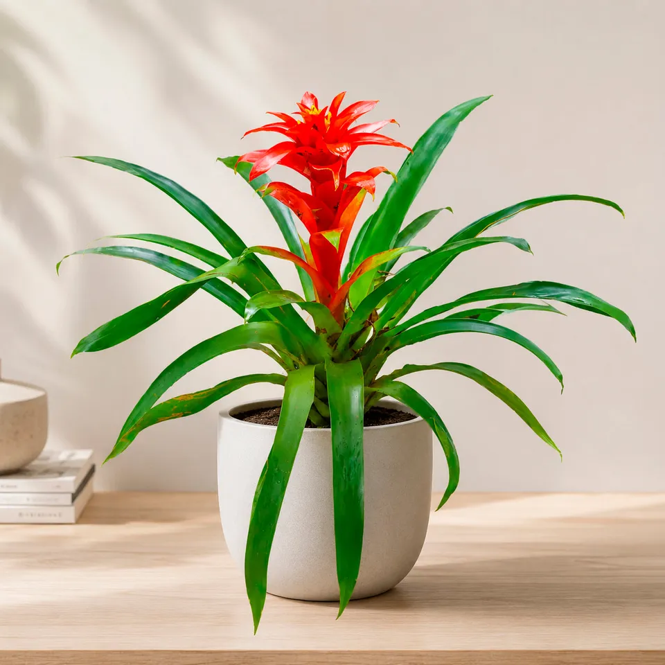 Bakker Guzmania Calypso plante intérieur pot Ø 12 cm rouge