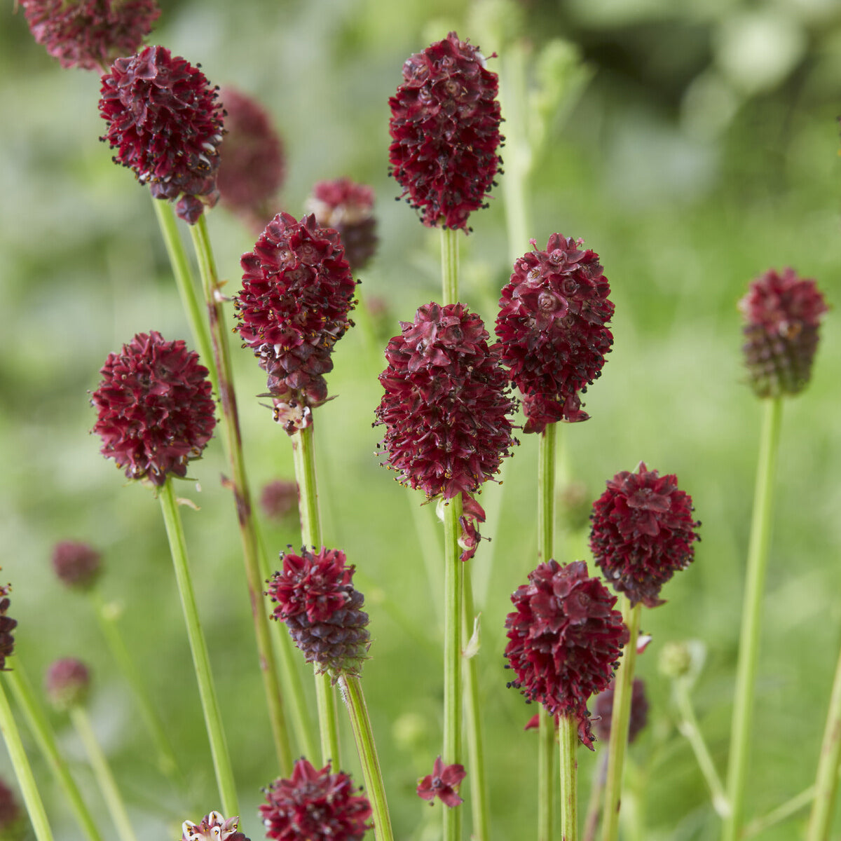 Bakker Tanna pimprenelle officinale vivace pot 9cm rouge