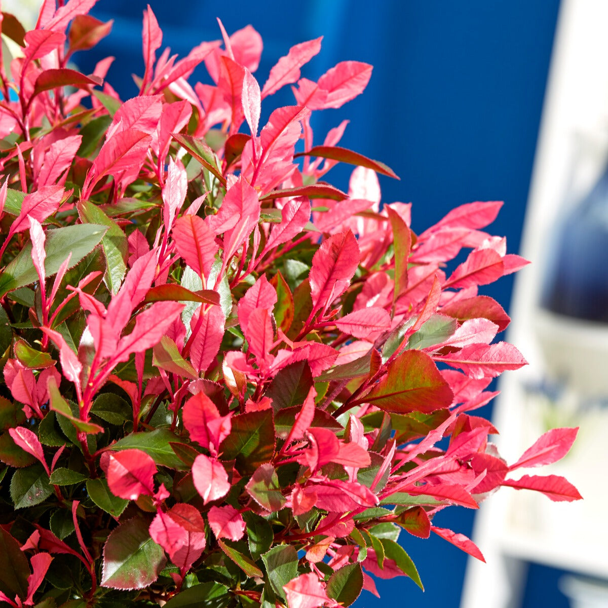 Bakker Photinia Little Fenna arbuste pot 4L nain rouge