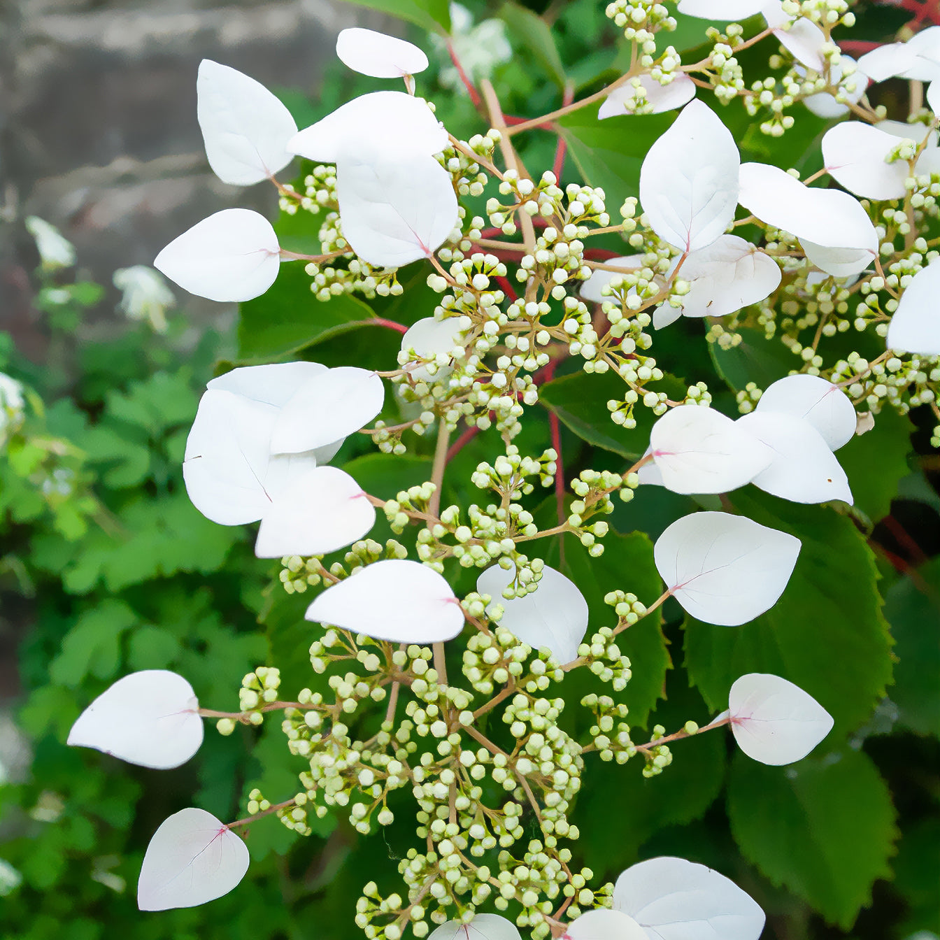 Bakker Hortensia grimpant Japon arbuste pot 1.5L blanc