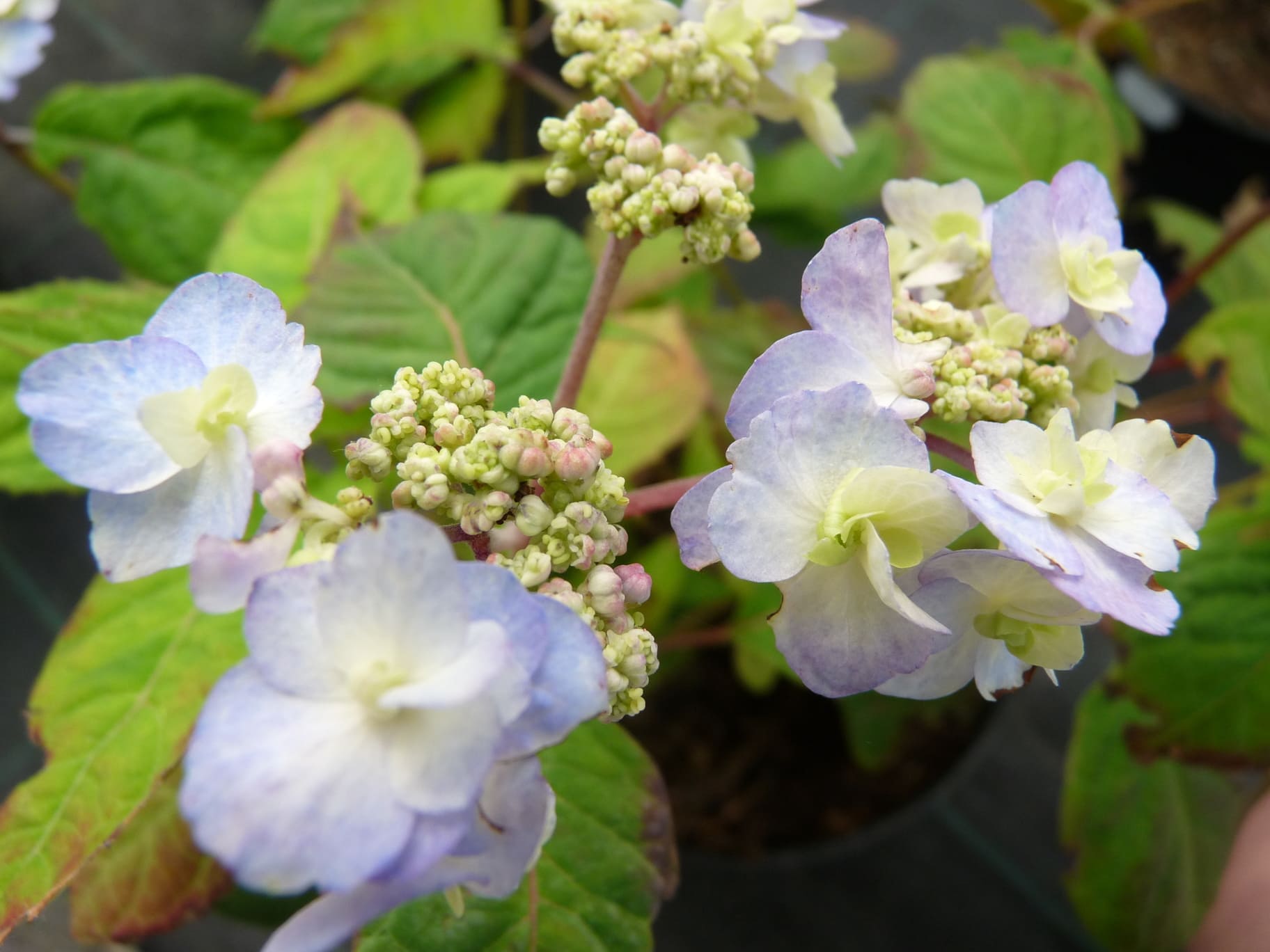 Les Hortensias du Haut Bois serrata Yae no-amacha hortensia godet