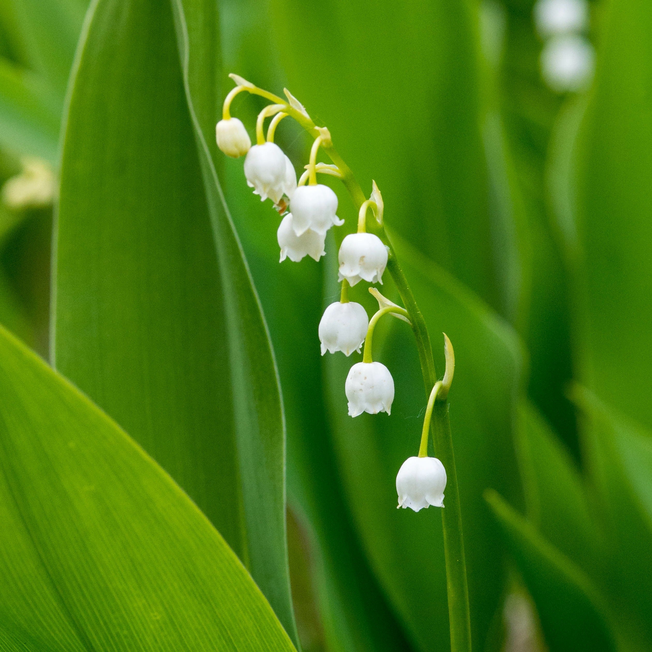 Bakker Muguet blanc parfumé paquet 15 griffes ombre