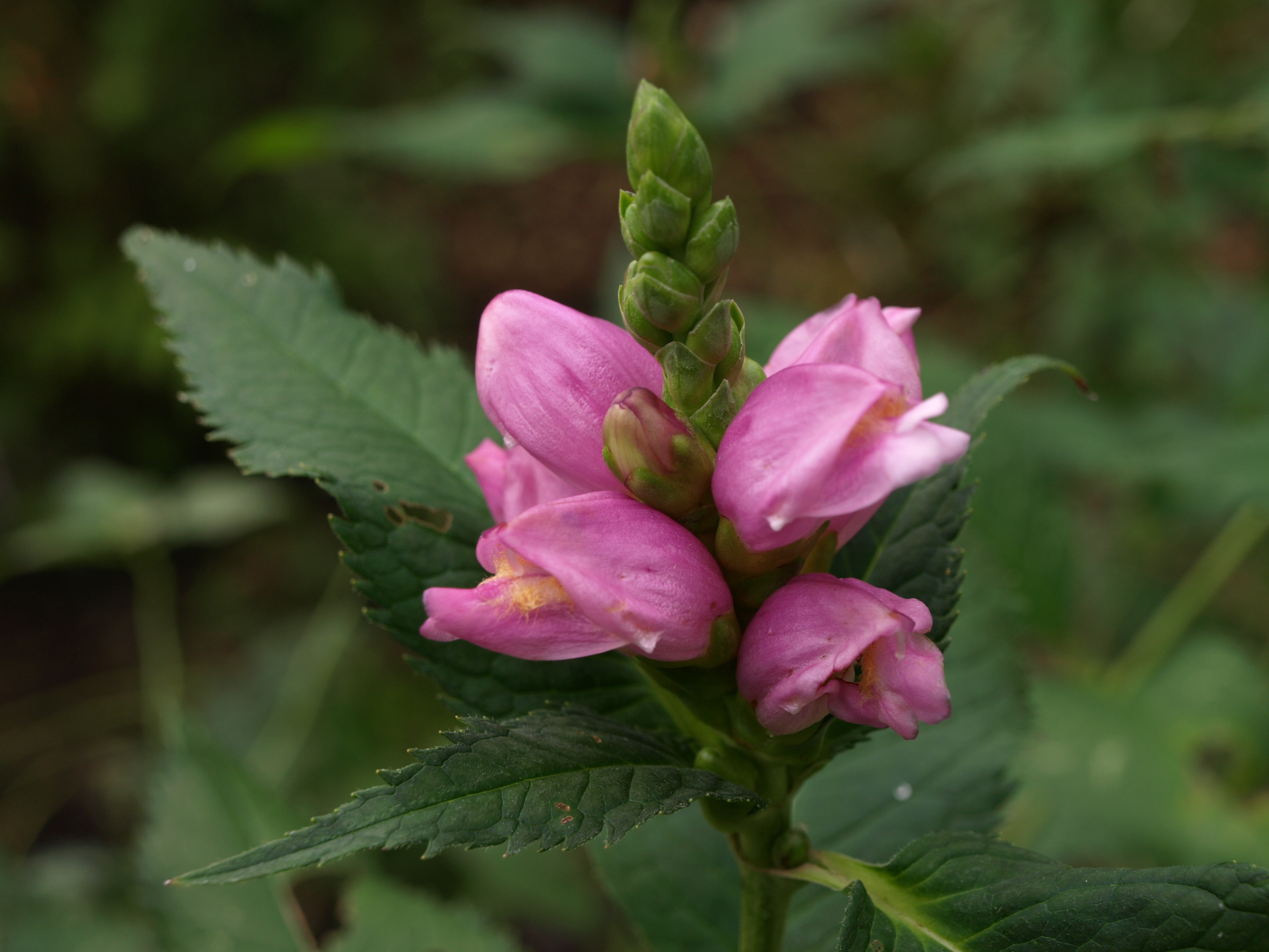 Passion Vivaces Chelone obliqua plante vivace pot 1L rose violacé