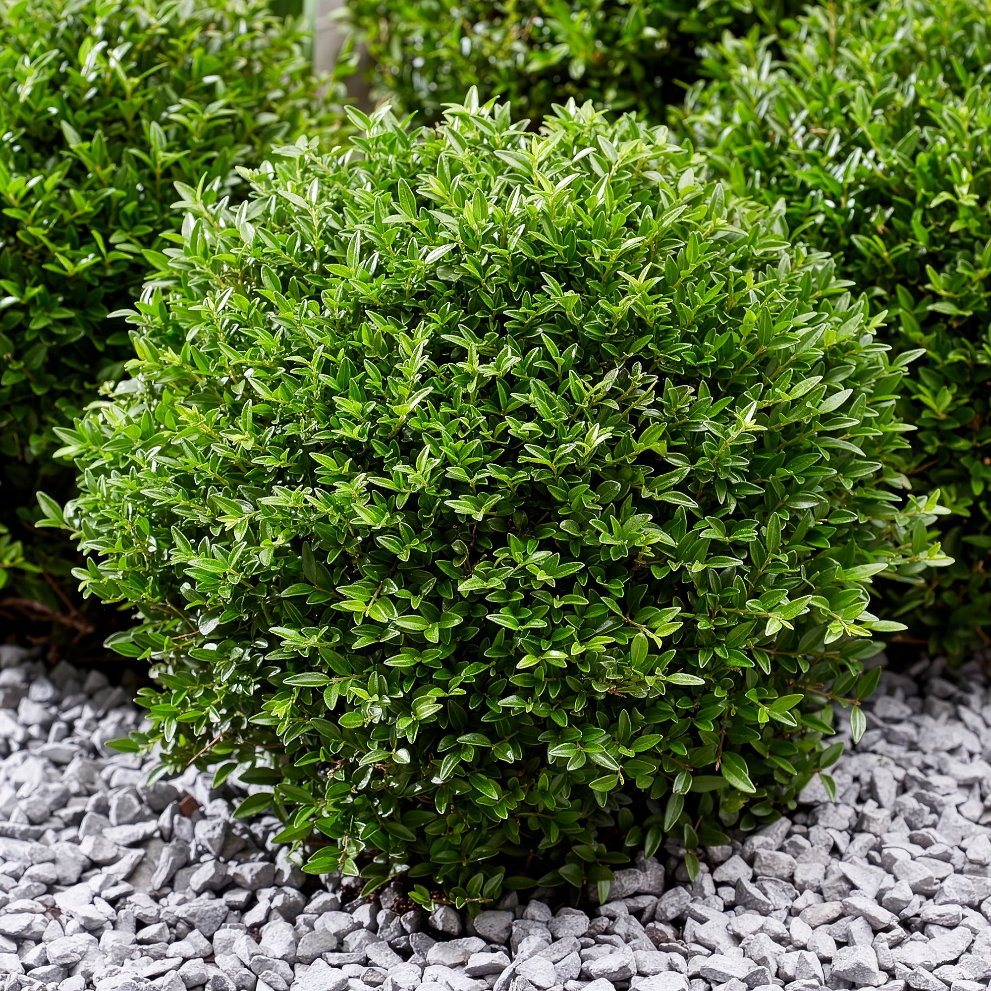 Bakker Green Breeze Chèvrefeuille arbustif pot 4.5L haie