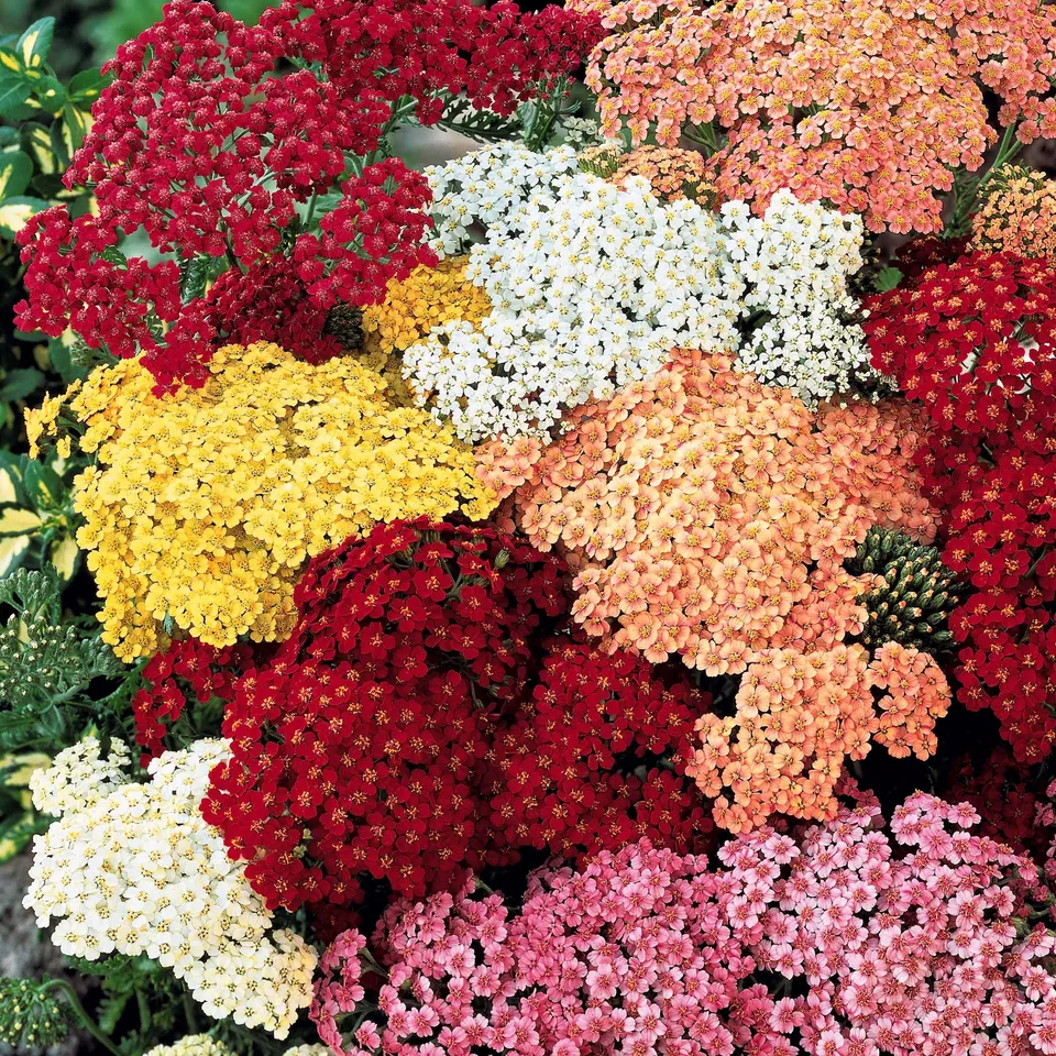 Bakker Achillée en mélange plante vivace 3 racines nues sécheresse