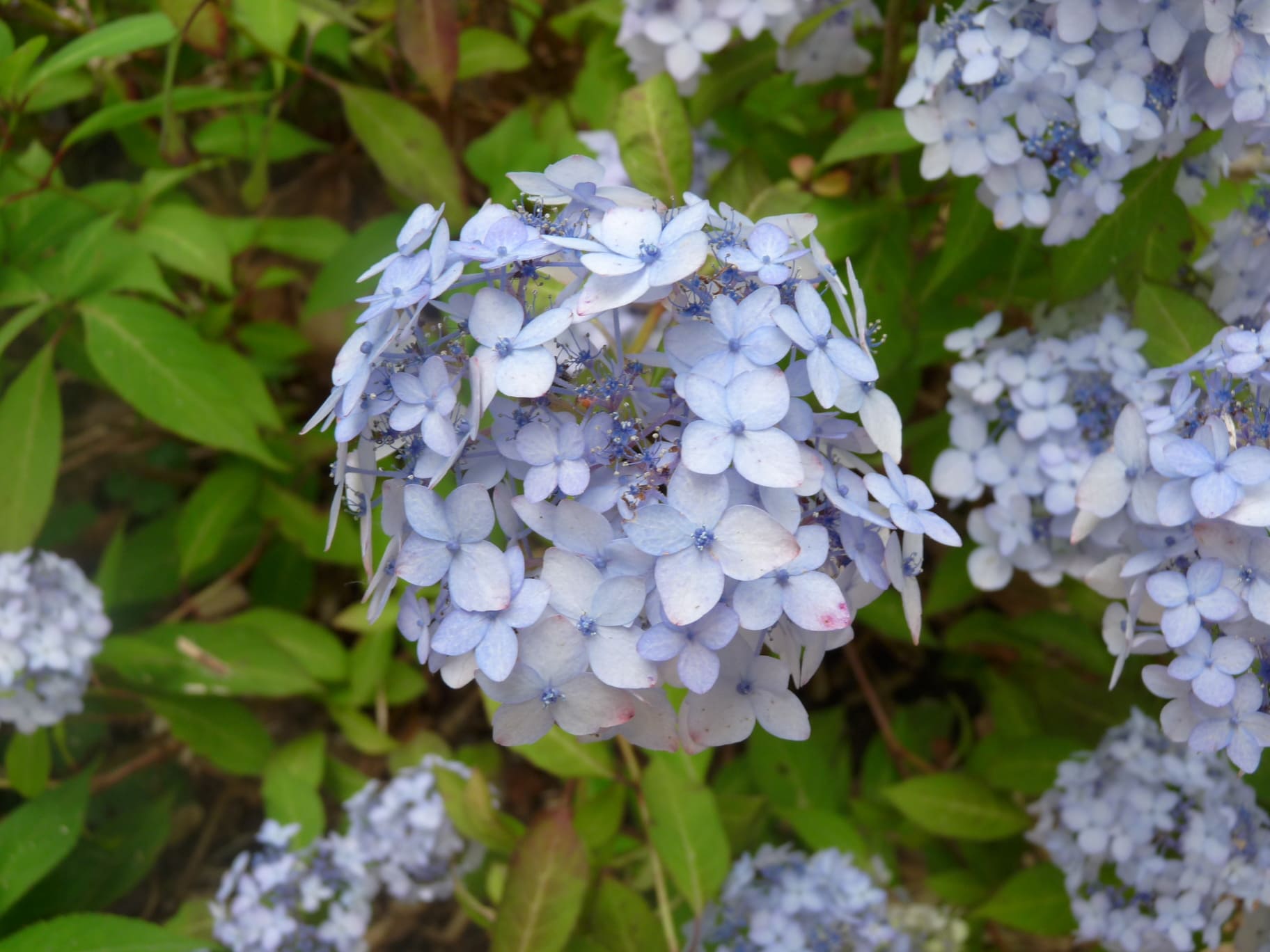 Les Hortensias du Haut Bois Belladone hortensia serrata godet