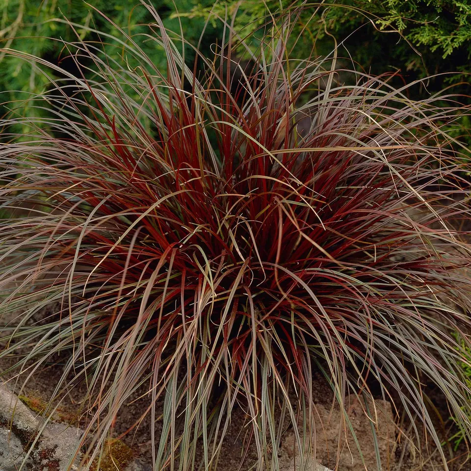 Bakker Uncinia Rubra graminée rouge persistante pot 9cm