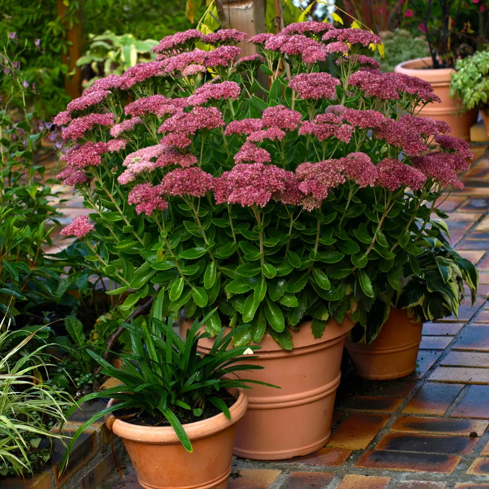 Passion Vivaces Sedum Autumn Joy orpin rose godet / pot 1L