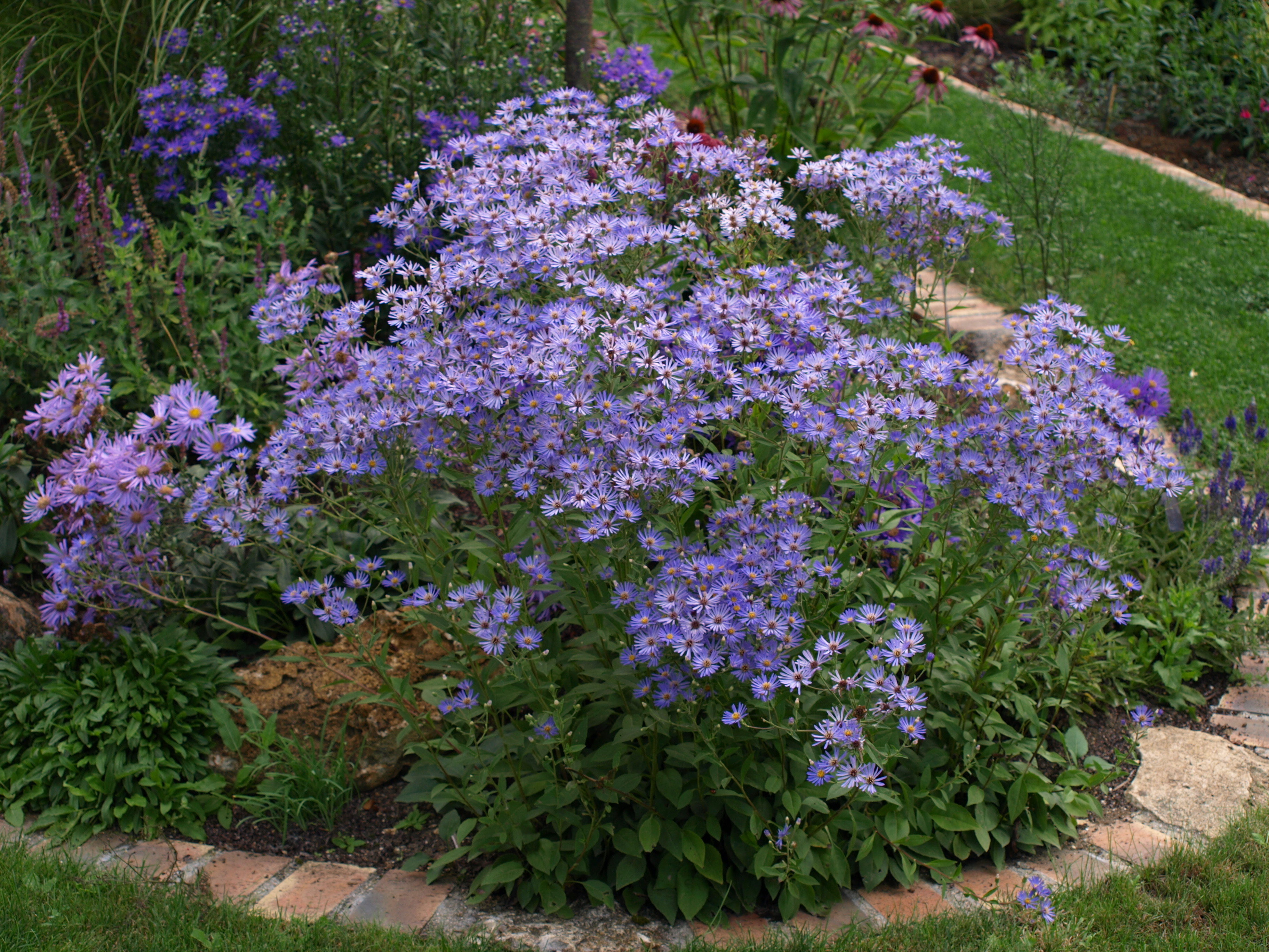 Passion Vivaces Aster macrophyllus Twillight plante vivace godet bleu clair