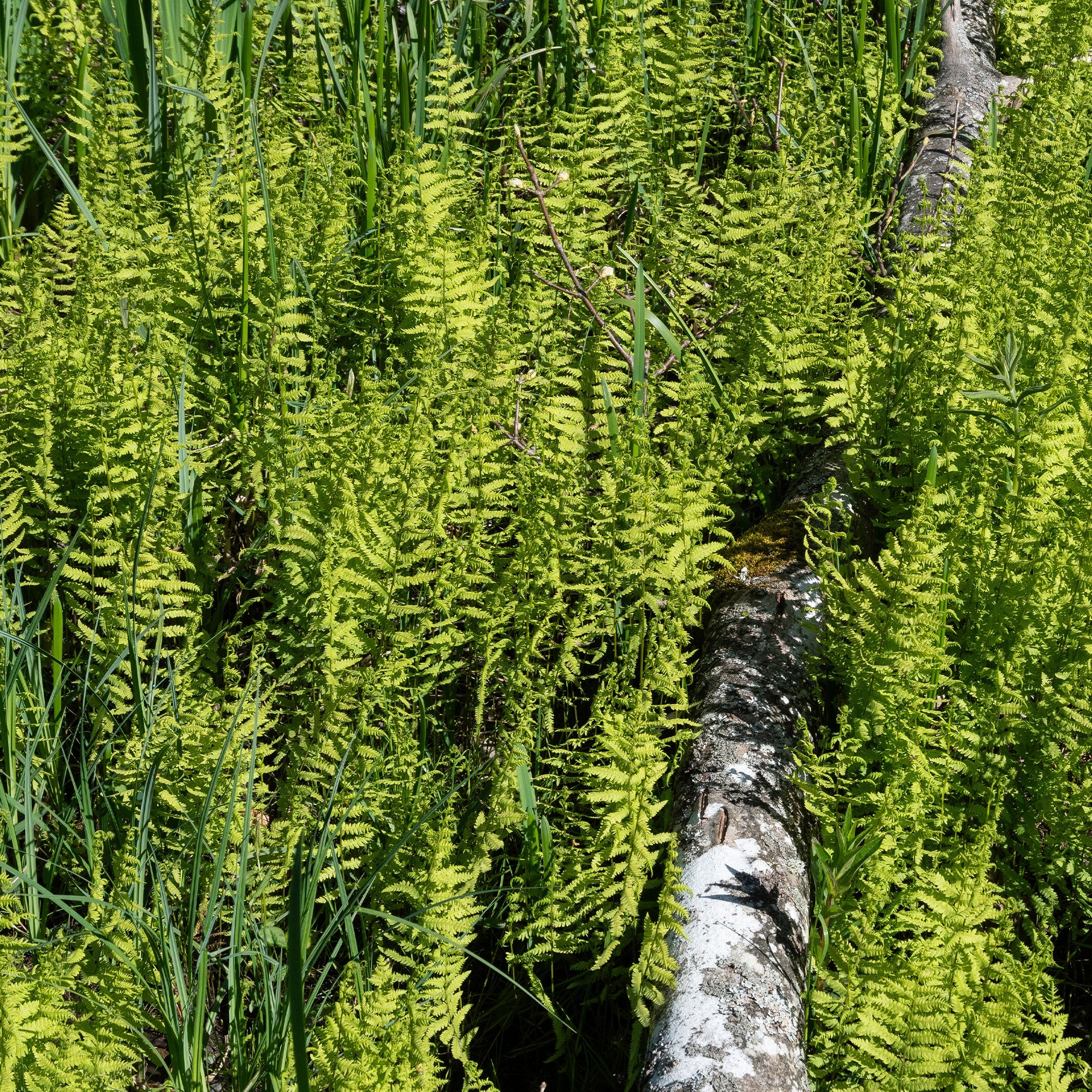 Bakker Plantes vivaces Fougère des marais plante vivace pot 9cm