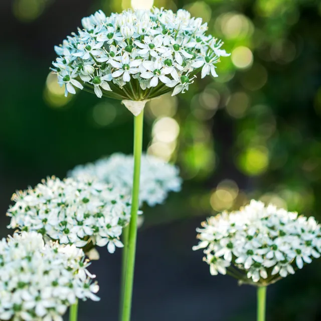 Bakker Bulbes à fleurs Allium Nigrum bulbe blanc sachet 10